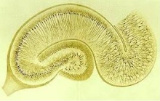 golgi_hippocampus