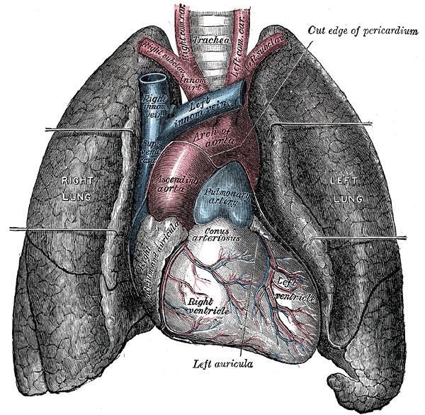 Heart-and-lungs.jpg