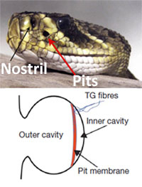 Rattlesnake_pits.jpg