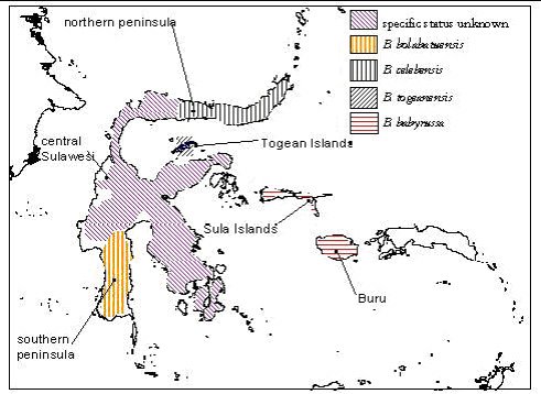 Babirusa-map-resuse-Feb-2010.jpg