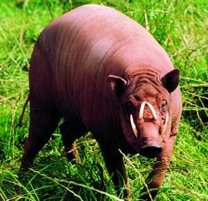 babirusa-reuse-Feb-2010.jpg