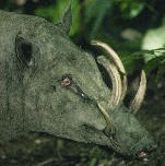 babirusa_head_reuse_Feb-2010.jpg