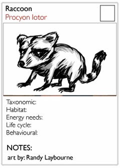 raccoonscq.jpg